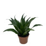 Драцена фрагранс Компакта 9/20