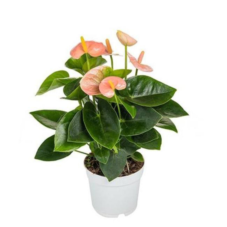 Антуриум Андреанум Спирит 14/45