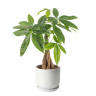 Пахира Акватика в керамическом горшке