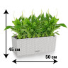 Спатифиллум в кашпо Lechuza Balconera Cottage с автополивом